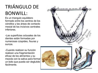 TRIÁNGULO DE
BONWILL:
Es un triangulo equilátero
formado entre los centros de los
cóndilos y las áreas de contacto
mesial de los incisivos centrales
inferiores.
-Las superficies oclusales de los
dientes están formadas por
numerosas cúspides, fisuras y
surcos.
-Cuando realizan su función
realizan una fragmentación
eficaz de los alimentos y su
mezcla con la saliva para formar
un bolo que pueda ser deglutido
fácilmente.
http://es.slideshare.net/pecosos/oclusion
 