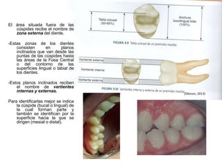 El área situada fuera de las
cúspides recibe el nombre de
zona externa del diente.
-Estas zonas de los dientes
consisten en planos
inclinados que van desde las
puntas de las cúspides hasta
las áreas de la Fosa Central
o del contorno de las
superficies lingual o labial de
los dientes.
-Estos planos inclinados reciben
el nombre de vertientes
internas y externas.
Para identificarlas mejor se indica
la cúspide (bucal o lingual) de
la cual forman parte y
también se identifican por la
superficie hacia la que se
dirigen (mesial o distal).
(Okeson, 2013)
 