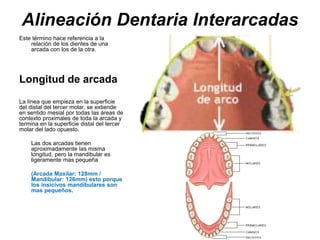 Alineación Dentaria Interarcadas
Este término hace referencia a la
relación de los dientes de una
arcada con los de la otra.
Longitud de arcada
La línea que empieza en la superficie
del distal del tercer molar, se extiende
en sentido mesial por todas las áreas de
contexto proximales de toda la arcada y
termina en la superficie distal del tercer
molar del lado opuesto.
Las dos arcadas tienen
aproximadamente las misma
longitud, pero la mandibular es
ligeramente mas pequeña
(Arcada Maxilar: 128mm /
Mandibular: 126mm) esto porque
los insicivos mandibulares son
mas pequeños.
 