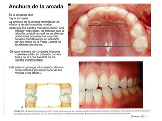 Anchura de la arcada
Es la distancia que
hay a su través.
La anchura de la arcada mandibular es
inferior a las de la arcada maxilar.
Dado que los dientes maxilares tienen una
posición mas facial, es habitual que la
relación oclusal normal de los dientes
posteriores presente las cúspides
bucales mandibulares en oclusión
con las áreas de la Fosa Central de
los dientes maxilares.
-De igual manera las cúspides linguales
maxilares están en oclusión con las
áreas de la Fosa Central de los
dientes mandibulares.
Esta relación protege a los tejidos blandos
circuncidantes (mucosa bucal de las
mejillas y los labios).
(Okeson, 2013)
 