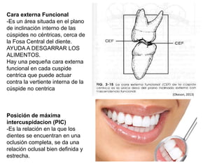 Cara externa Funcional
-Es un área situada en el plano
de inclinación interno de las
cúspides no céntricas, cerca de
la Fosa Central del diente.
AYUDA A DESGARRAR LOS
ALIMENTOS.
Hay una pequeña cara externa
funcional en cada cuspide
centrica que puede actuar
contra la vertiente interna de la
cúspide no centrica
Posición de máxima
intercuspidacion (PIC)
-Es la relación en la que los
dientes se encuentran en una
oclusión completa, se da una
relación oclusal bien definida y
estrecha.
(Okeson, 2013)
 