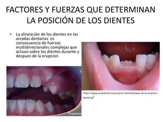 FACTORES Y FUERZAS QUE DETERMINAN
LA POSICIÓN DE LOS DIENTES
• La alineación de los dientes en las
arcadas dentarias es
consecuencia de fuerzas
multidirrecionales complejas que
actuan sobre los dientes durante y
despues de la erupcion
https://www.propdental.es/erupcion-dental/etapas-de-la-erupcion-
dentaria/
 