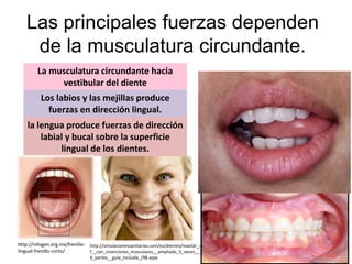 Las principales fuerzas dependen
de la musculatura circundante.
La musculatura circundante hacia
vestibular del diente
Los labios y las mejillas produce
fuerzas en dirección lingual.
la lengua produce fuerzas de dirección
labial y bucal sobre la superficie
lingual de los dientes.
http://infogen.org.mx/frenillo-
lingual-frenillo-corto/
http://simulacionessanitarias.com/es/dientes/maxilar_in
f__con_inserciones_musculares__ampliado_5_veces__1
4_partes__guia_incluida_/98.aspx
 