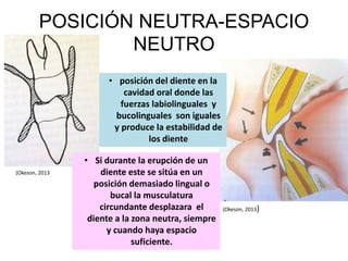 POSICIÓN NEUTRA-ESPACIO
NEUTRO
• posición del diente en la
cavidad oral donde las
fuerzas labiolinguales y
bucolinguales son iguales
y produce la estabilidad de
los diente
• Si durante la erupción de un
diente este se sitúa en un
posición demasiado lingual o
bucal la musculatura
circundante desplazara el
diente a la zona neutra, siempre
y cuando haya espacio
suficiente.
(Okeson, 2013)
(Okeson, 2013
 