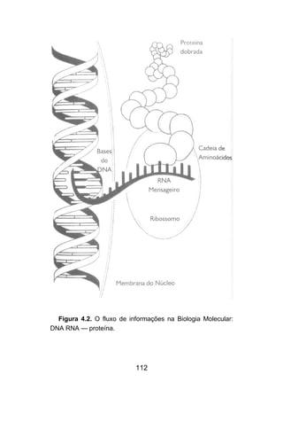 Figura 4.2. O fluxo de informações na Biologia Molecular:
DNA RNA — proteína.




                           112
 