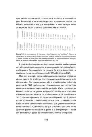 que existiu um ancestral comum para humanos e camundon-
gos. Esses dados recentes de genoma apresentam, assim, um
desafio arrebatador aos que mantiverem a idéia de que todas
as espécies foram criadas a partir do nada (ex nihilo).




Figura 5.3. Os cromossomos de humanos e de chimpanzés, ou "cariótipos". Observe a
semelhança no tamanho e no número, com uma exceção notável: o cromossomo humano
2 parece formado de uma fusão das duas extremidades de dois cromossomos de chim-
panzé de tamanho intermediário (aqui marcados como 2A e 2B).

   A posição dos humanos na árvore evolucionária recebe apenas
um reforço adicional comparada a nosso parente vivo mais próximo,
o chimpanzé. Sua seqüência de genoma foi agora desvendada, e
revela que humanos e chimpanzés são 96% idênticos no DNA.
    Mais um exemplo desse relacionamento próximo origina-se
de um exame da anatomia dos cromossomos de humanos e de
chimpanzés. Os cromossomos são a manifestação visível do
genoma do DNA, podendo ser observados em um microscópio
ótico na ocasião em que a célula se divide. Cada cromossomo
contém centenas de genes. A figura 5.3 mostra uma compara-
ção entre os cromossomos de um humano e os de um chimpan-
zé. O humano apresenta 23 pares e o chimpanzé, 24. A diferen-
ça no número de cromossomos parece uma conseqüência da
fusão de dois cromossomos ancestrais, que geraram o cromos-
somo humano 2. Outro indício de que o humano seja uma fusão
aparece quando se estudam o gorila e o orangotango — cada
um deles tem 24 pares de cromossomos, como o chimpanzé.


                                     143
 