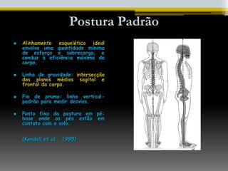 Postura Padrão
 Alinhamento esquelético ideal
envolve uma quantidade mínima
de esforço e sobrecarga, e
conduz à eficiência máxima do
corpo.
 Linha de gravidade: intersecção
dos planos médios sagital e
frontal do corpo.
 Fio de prumo: linha vertical-
padrão para medir desvios.
 Ponto fixo da postura em pé:
base onde os pés estão em
contato com o solo.
(Kendall et al., 1995)
 