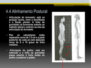 4.4 Alinhamento Postural
• Articulação do tornozelo: está na
posição neutra, entre a dorsiflexão
e a flexão plantar. A linha de
gravidade cai levemente anterior ao
maléolo lateral e anterior ao eixo da
articulação do tornozelo.
• Pés: os calcanhares estão
separados cerca de 7,5 cm e a parte
posterior de cada pé está abduzida
cerca de 8 a 10 graus da linha
mediana.
• Articulação do joelho: está em
extensão e a linha da gravidade
passa anterior à linha média do
joelho e posterior à patela.
 