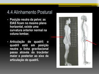 4.4 Alinhamento Postural
• Posição neutra da pelve: as
EIAS ficam no mesmo plano
horizontal, existe uma
curvatura anterior normal na
coluna lombar.
• Articulação do quadril: o
quadril está em posição
neutra a linha gravitacional
passa através do trocânter
maior e posterior ao eixo da
articulação do quadril.
 