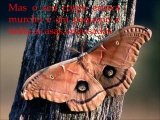 Mas o seu corpo estava
murcho e era pequeno e
tinha as asas amassadas
 