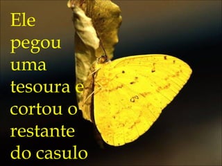 Ele
pegou
uma
tesoura e
cortou o
restante
do casulo
 