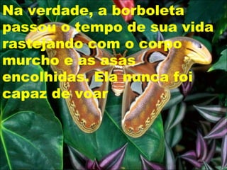 Na verdade, a borboleta
passou o tempo de sua vida
rastejando com o corpo
murcho e as asas
encolhidas. Ela nunca foi
capaz de voar
 