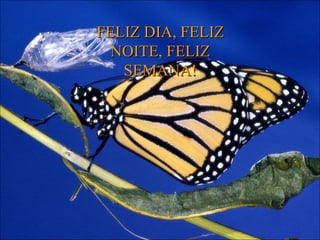 FELIZ DIA, FELIZ
  NOITE, FELIZ
   SEMANA!
 