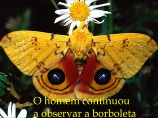 O homem continuou
a observar a borboleta
 