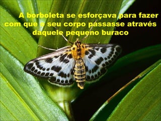 A borboleta se esforçava para fazer
com que o seu corpo passasse através
daquele pequeno buraco
A borboleta se esforçava para fazer
com que o seu corpo passasse através
daquele pequeno buraco
 