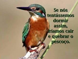 Se nós
tentássemos
dormir
assim,
iríamos cair
e quebrar o
pescoço.

 