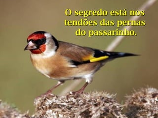 O segredo está nos
tendões das pernas
do passarinho.

 