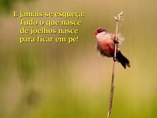 E jamais se esqueça:E jamais se esqueça:
Tudo o que nasceTudo o que nasce
de joelhos nascede joelhos nasce
para ficar em pé!para ficar em pé!
 
