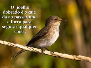 O joelhoO joelho
dobrado é o quedobrado é o que
dá ao passarinhodá ao passarinho
a força paraa força para
segurar qualquersegurar qualquer
coisa.coisa.
 