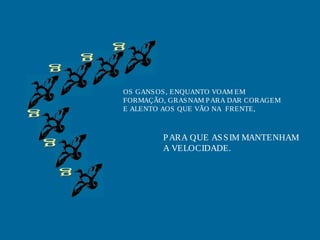 OS GANSOS, ENQUANTO VOAM EM
FORMAÇÃO, GRASNAM PARA DAR CORAGEM
E ALENTO AOS QUE VÃO NA FRENTE,
PARA QUE ASSIM MANTENHAM
A VELOCIDADE.
 