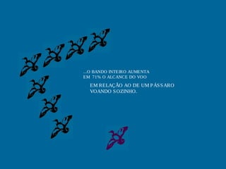 ...O BANDO INTEIRO AUMENTA
EM 71% O ALCANCE DO VOO
EM RELAÇÃO AO DE UM PÁSSARO
VOANDO SOZINHO.
 