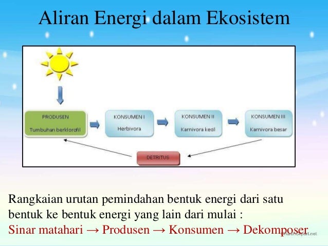 Aliran energi dalam ekosistem