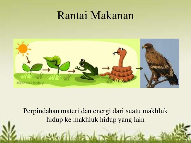 Aliran energi dalam ekosistem