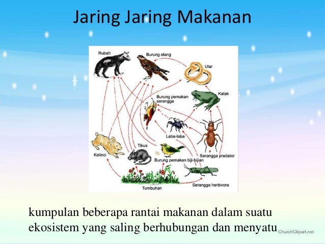 Aliran energi dalam ekosistem