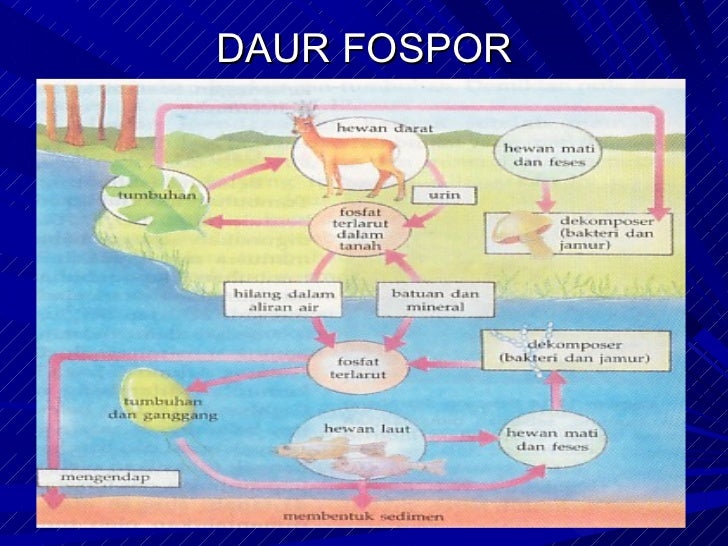 Aliran energi dan daur biogeokimia