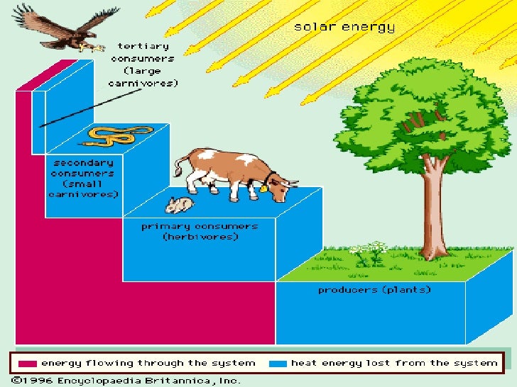 Aliran energi  dan siklus  kehidupan dalam ekosistem kel 3 
