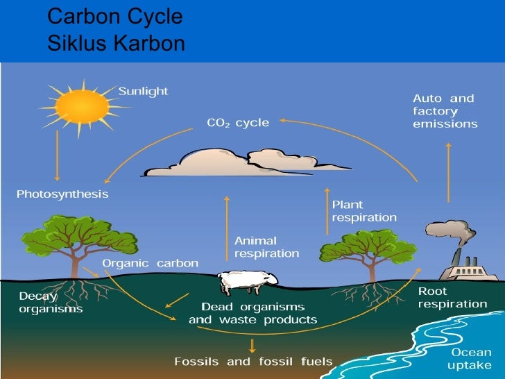 Aliran energi  dan siklus  kehidupan dalam ekosistem kel 3 