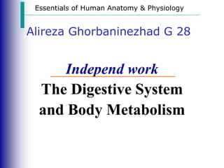 Essentials of Human Anatomy & Physiology
Alireza Ghorbaninezhad G 28
Independ work
The Digestive System
and Body Metabolism
 