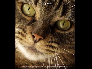 Cropping
http://www.thephotographerslife.com/iStock_000000061094XSmall.jpg