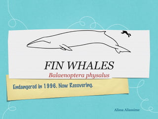 FIN WHALES ,[object Object],Endangered in 1996. Now Recovering. Alissa Aliassime 