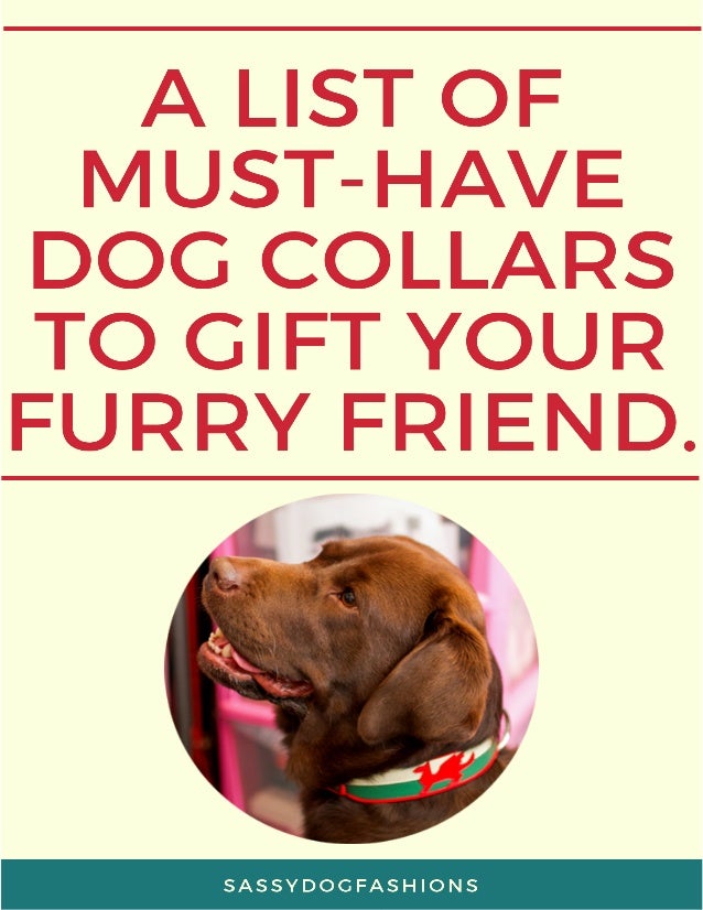 7 Must Have Collars In Your Dog S Wardrobe