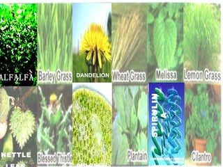 “ Complete is not Enough” More than 16,000 Phythonutrients Breakthrough Product 29 Vitamins and Minerals/T.M. 12 Whole Fruit Juice Blend 12 Whole Vegetable Juice Blend 18 Amino Acids 14 Green Foods/Spirulina Blend 12 Mushrooms 12 Digestive Enzymes 12 Specialty Nutrients 10 Essential Fatty Acids Complete Disintegration 18 mins. 100 % Excipient Free PRODUCT MEGA-NUTRITIONALS Whole Veggies Blends Mushrooms Whole Fruit Juice Blends Whole Veggies Blends Mushrooms Whole Fruit Juice Blends Sun Flower Seed Nutritional Profile Sunflower seeds are an excellent source of vitamin E. They are also a very good source of vitamin B1. In addition, sunflower seeds are a good source of manganese, magnesium, copper, selenium, phosphorous, vitamin B5 and folate.  Flaxseed Health Benefit Flaxseed is used to treat chronic constipation, irritable colon, diverticulitis, and colon damage by using commercial laxatives. Assertions by researchers that flaxseed (or linseed oil) protects against some cancers and eases menstrual discomfort. Lignan Properties of flaxseed seem to block the creation of new tumors  SPIRULINA ALFALFA DANDELION NETTLE  LEAF CHLORELLA 