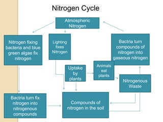 Biogiochemical cycle ppt