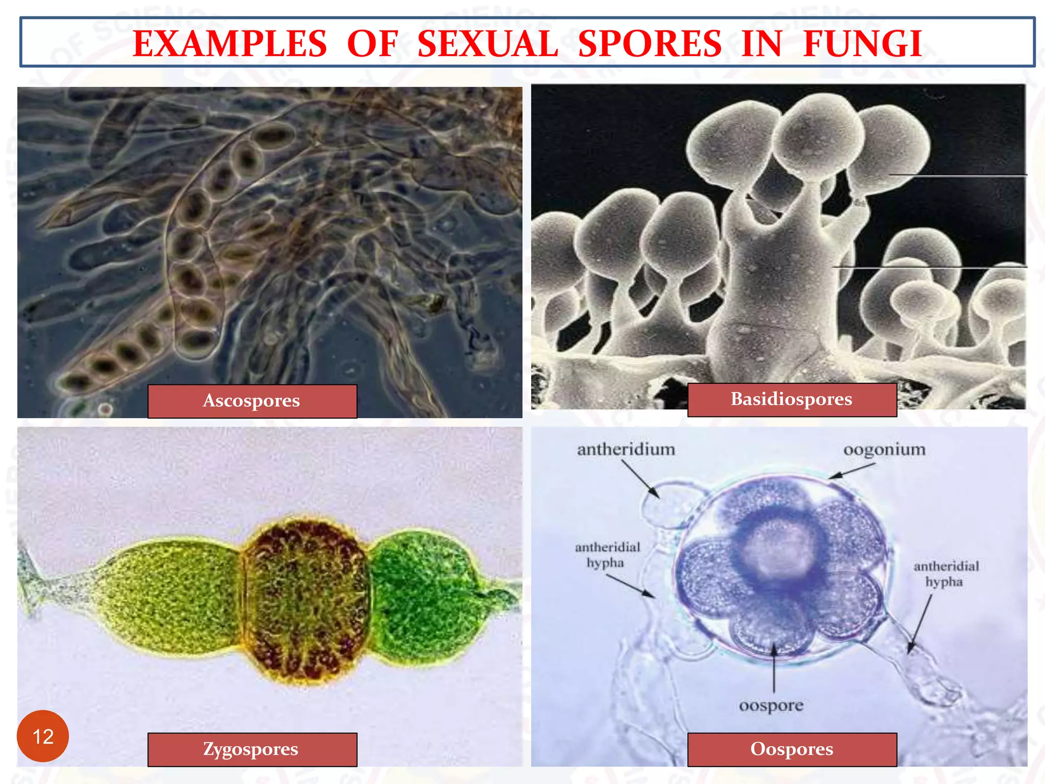 EXAMPLES OF SEXUAL SPORES IN FUNGI
12
Ascospores Basidiospores
Oospores
Zygospores
 