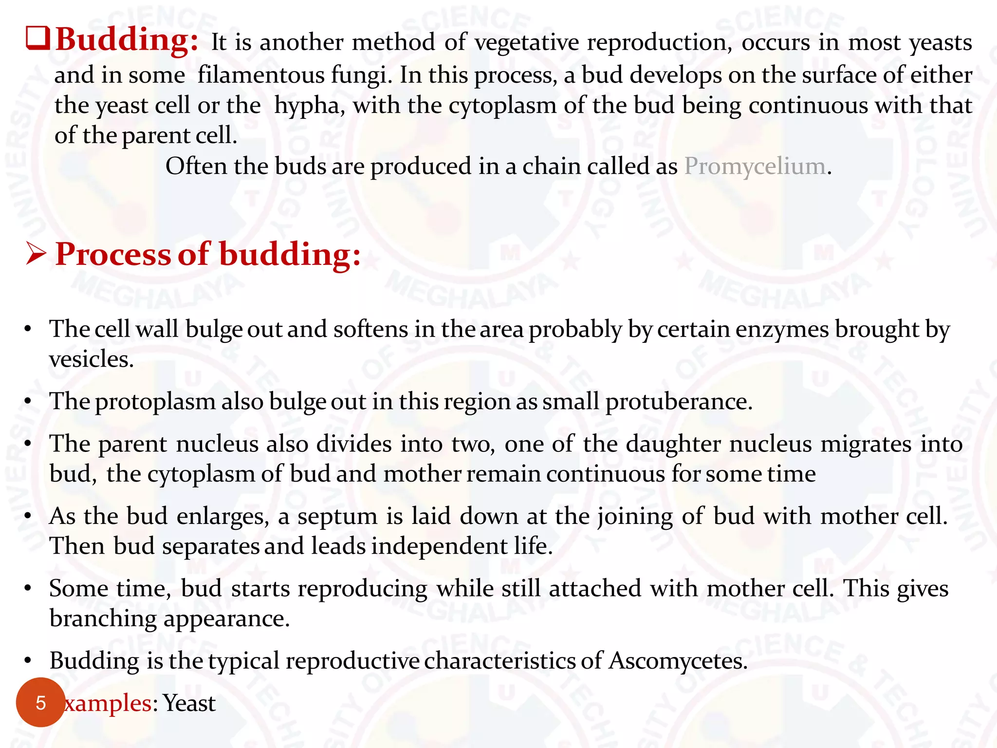 Budding: It is another method of vegetative reproduction, occurs in most yeasts
and in some filamentous fungi. In this process, a bud develops on the surface of either
the yeast cell or the hypha, with the cytoplasm of the bud being continuous with that
of the parent cell.
Often the buds are produced in a chain called as Promycelium.
Process of budding:
• Thecell wall bulgeout and softens in thearea probably by certain enzymes brought by
vesicles.
• The protoplasm also bulgeout in this region as small protuberance.
• The parent nucleus also divides into two, one of the daughter nucleus migrates into
bud, the cytoplasm of bud and mother remain continuous for some time
• As the bud enlarges, a septum is laid down at the joining of bud with mother cell.
Then bud separates and leads independent life.
• Some time, bud starts reproducing while still attached with mother cell. This gives
branching appearance.
• Budding is the typical reproductivecharacteristics of Ascomycetes.
• Examples: Yeast
5
 