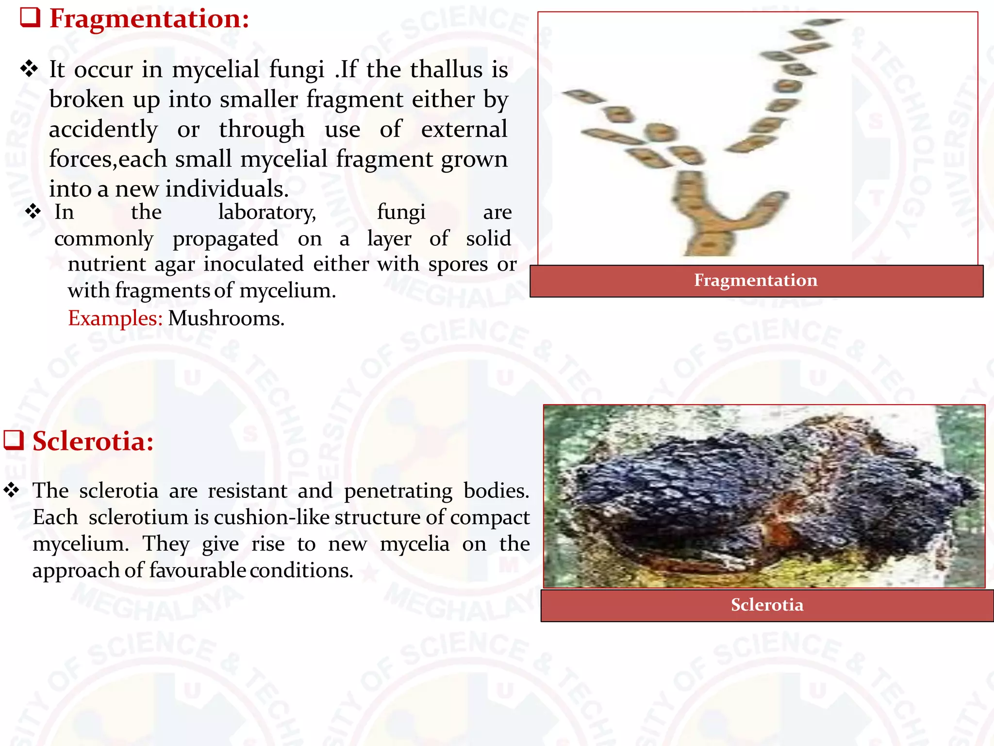  Fragmentation:
 It occur in mycelial fungi .If the thallus is
broken up into smaller fragment either by
accidently or through use of external
forces,each small mycelial fragment grown
into a new individuals.
 In the laboratory,
commonly propagated on a
fungi are
layer of solid
nutrient agar inoculated either with spores or
with fragmentsof mycelium.
Examples: Mushrooms.
 Sclerotia:
 The sclerotia are resistant and penetrating bodies.
Each sclerotium is cushion-like structure of compact
mycelium. They give rise to new mycelia on the
approach of favourableconditions.
Fragmentation
Sclerotia
 