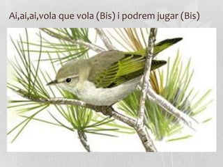 Ai,ai,ai,vola que vola (Bis) i podrem jugar (Bis)
 