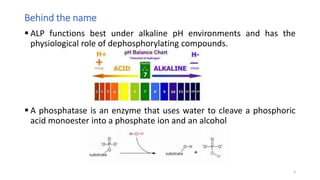 Behind the name
 ALP functions best under alkaline pH environments and has the
physiological role of dephosphorylating compounds.
 A phosphatase is an enzyme that uses water to cleave a phosphoric
acid monoester into a phosphate ion and an alcohol
3
 
