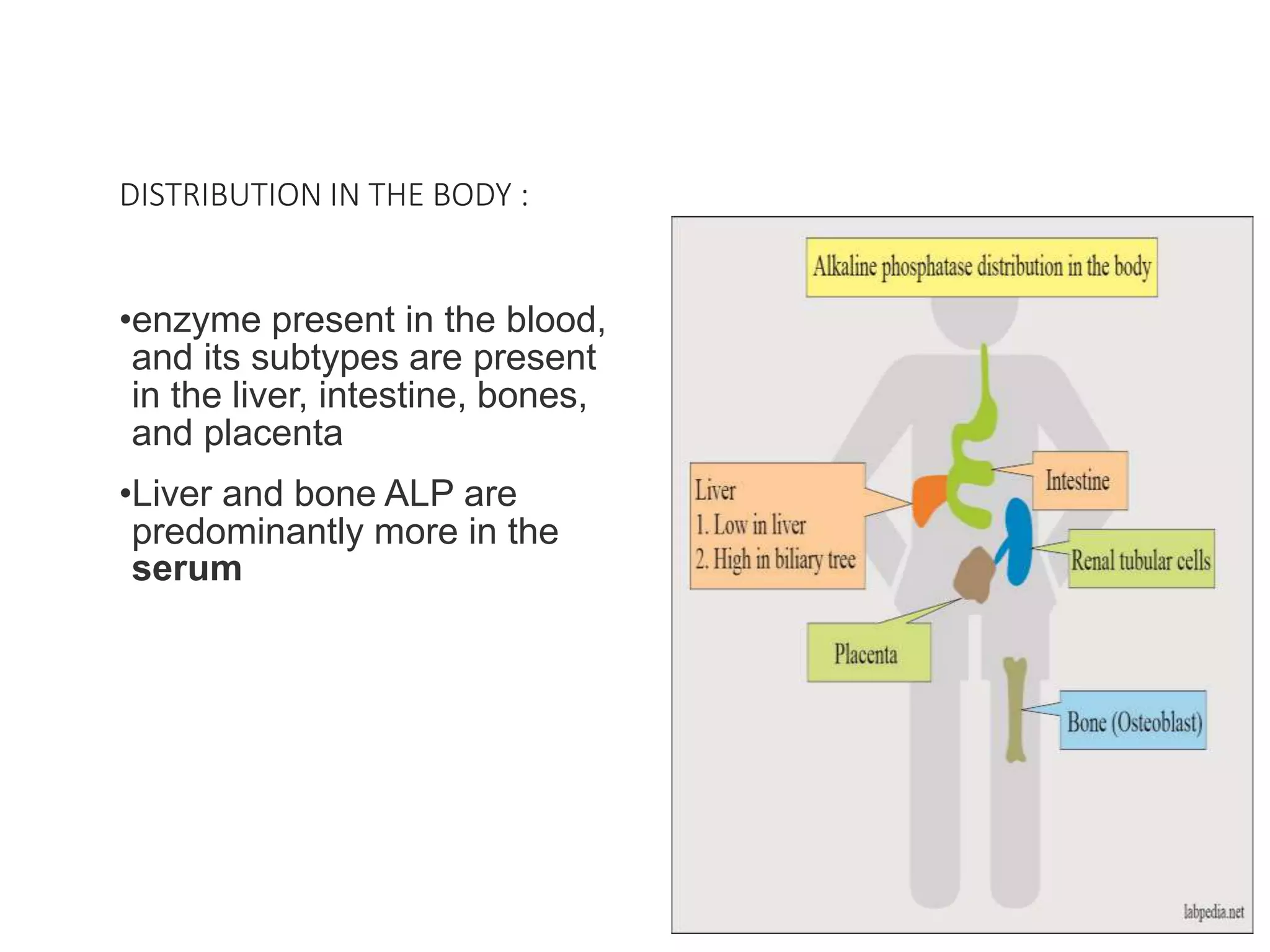 Alkaline phosphate | PPTX