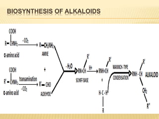 BIOSYNTHESIS OF ALKALOIDS
 