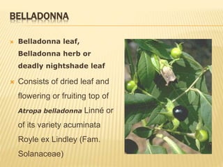 BELLADONNA
 Belladonna leaf,
Belladonna herb or
deadly nightshade leaf
 Consists of dried leaf and
flowering or fruiting top of
Atropa belladonna Linné or
of its variety acuminata
Royle ex Lindley (Fam.
Solanaceae)
 