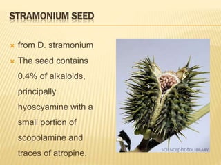 STRAMONIUM SEED
 from D. stramonium
 The seed contains
0.4% of alkaloids,
principally
hyoscyamine with a
small portion of
scopolamine and
traces of atropine.
 