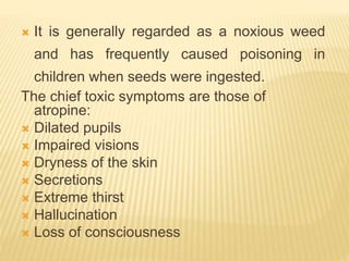  It is generally regarded as a noxious weed
and has frequently caused poisoning in
children when seeds were ingested.
The chief toxic symptoms are those of
atropine:
 Dilated pupils
 Impaired visions
 Dryness of the skin
 Secretions
 Extreme thirst
 Hallucination
 Loss of consciousness
 