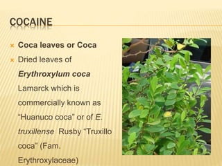 COCAINE
 Coca leaves or Coca
 Dried leaves of
Erythroxylum coca
Lamarck which is
commercially known as
“Huanuco coca” or of E.
truxillense Rusby “Truxillo
coca” (Fam.
Erythroxylaceae)
 