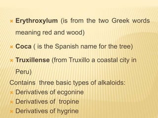  Erythroxylum (is from the two Greek words
meaning red and wood)
 Coca ( is the Spanish name for the tree)
 Truxillense (from Truxillo a coastal city in
Peru)
Contains three basic types of alkaloids:
 Derivatives of ecgonine
 Derivatives of tropine
 Derivatives of hygrine
 