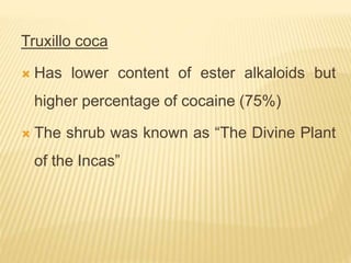 Truxillo coca
 Has lower content of ester alkaloids but
higher percentage of cocaine (75%)
 The shrub was known as “The Divine Plant
of the Incas”
 